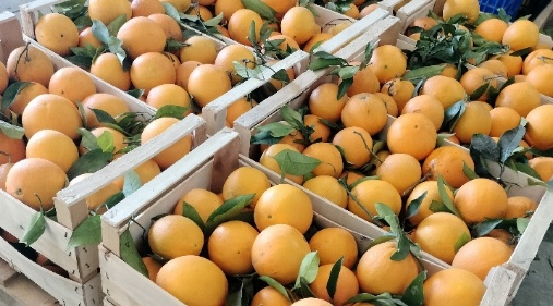 Naranja con hoja