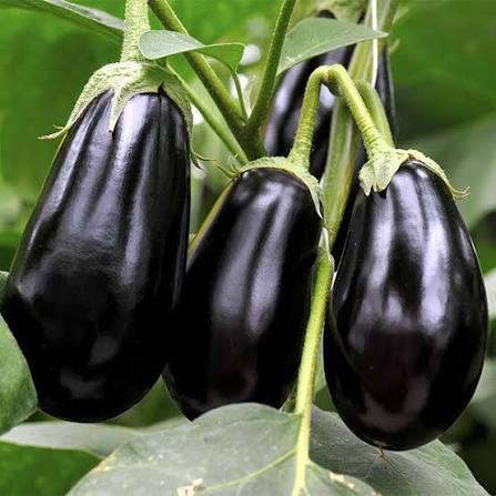 Berenjena
