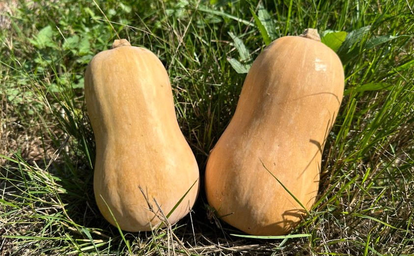 Calabaza de cacahuete